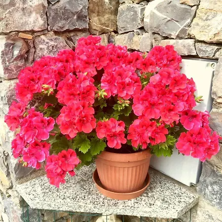Bed & Breakfast A Casa Di Luli
